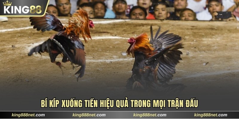 Quy Tắc Chơi Đá Gà Trực Tiếp C3 Dễ Hiểu Dành Cho Tân Binh Bí kíp xuống tiền hiệu quả trong mọi trận đấu