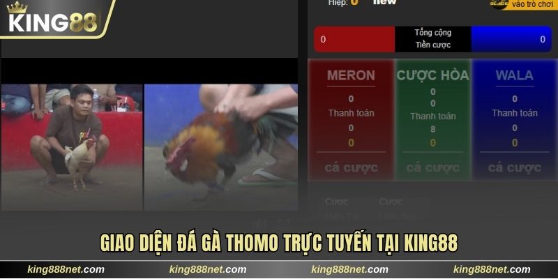 Kinh Nghiệm Cược Đá Gà Thomo Nắm Chắc 95% Chiến Thắng Giới thiệu Đá gà Thomo trực tuyến tại nền tảng