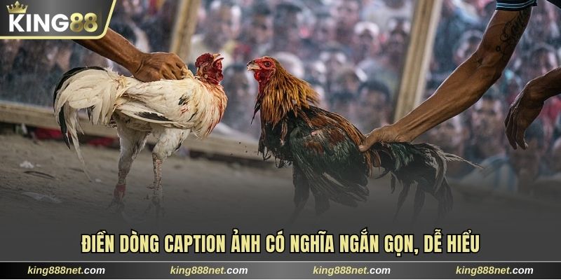 Kinh Nghiệm Cược Đá Gà Thomo Nắm Chắc 95% Chiến Thắng So sánh chọi gà truyền thống và game cược trực tuyến