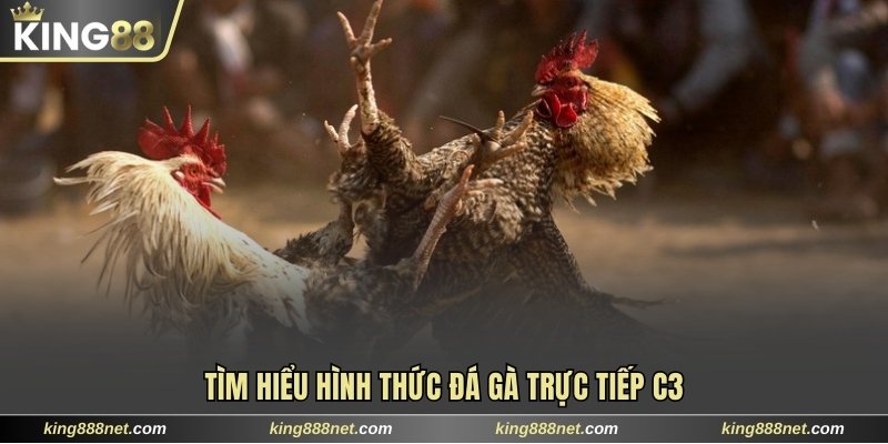 Quy Tắc Chơi Đá Gà Trực Tiếp C3 Dễ Hiểu Dành Cho Tân Binh Tìm hiểu hình thức đá gà trực tiếp C3